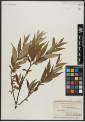 Foto von Salix alba L.